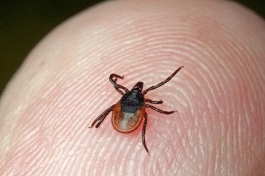 Хвороба Лайма:  симптоми та лікування